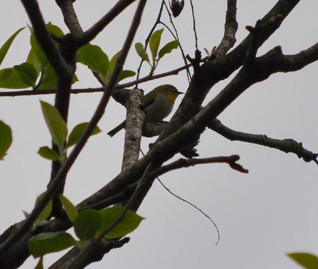 Japanese White Eye